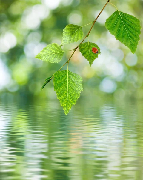 Image of branch with ladybug over the water closeup — Stock Photo, Image