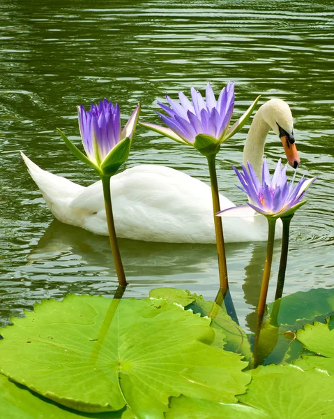 Imagen de cisnes y loto en un primer plano del río — Foto de Stock