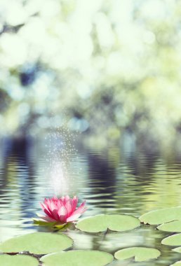 lotus çiçeği su görüntüsünü