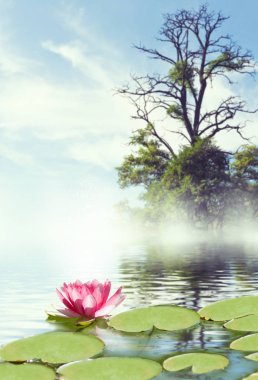 lotus çiçeği su görüntüsünü