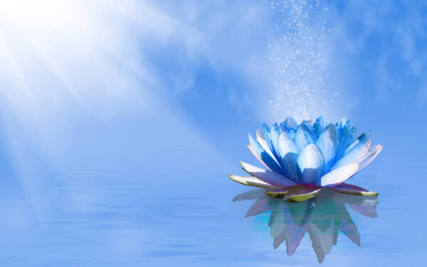 image of lotus flower on the water