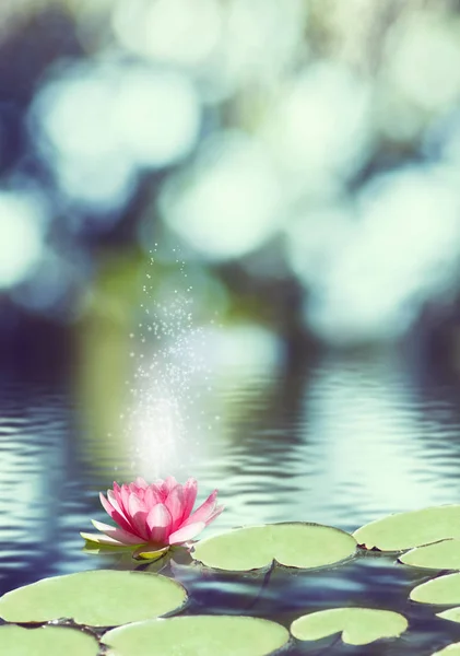 Image of  lotus flower on the water — Stock Photo, Image