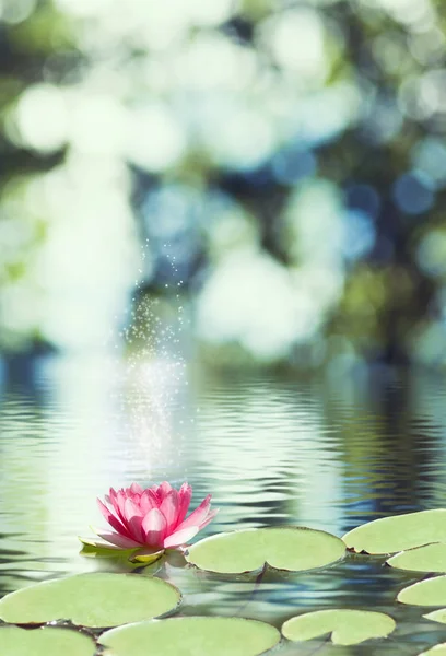 Imagem de flor de lótus na água — Fotografia de Stock