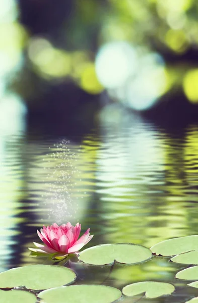 Image of lotus flower on the water — Stock Photo, Image