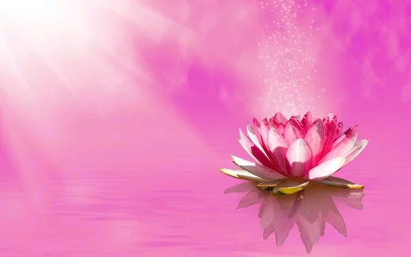 Imagen de flor de loto en el agua — Foto de Stock