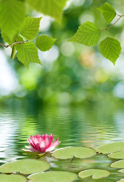 Imagem de flor de lótus na água — Fotografia de Stock