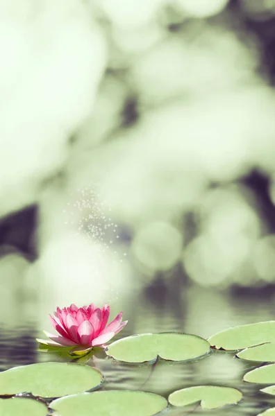 Image of lotus flower on the water — Stock Photo, Image