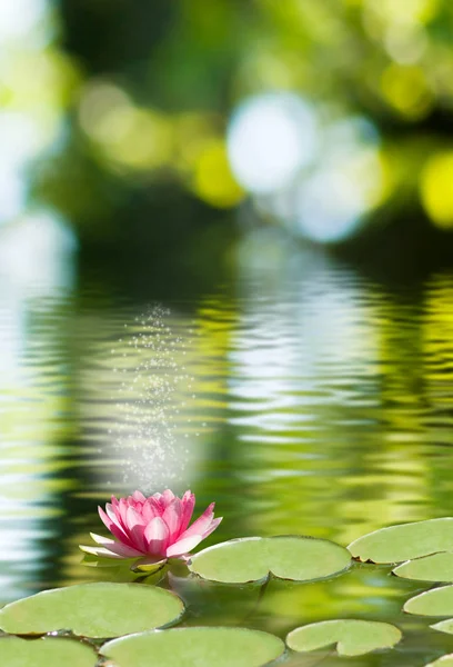 Imagem de flor de lótus na água — Fotografia de Stock