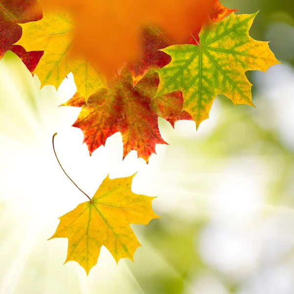 Imagen de hojas secas de otoño primer plano — Foto de Stock