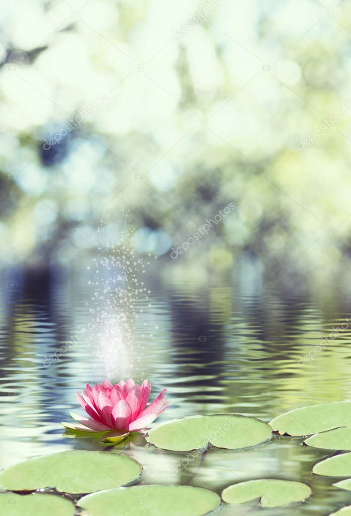 image of lotus flower on the water