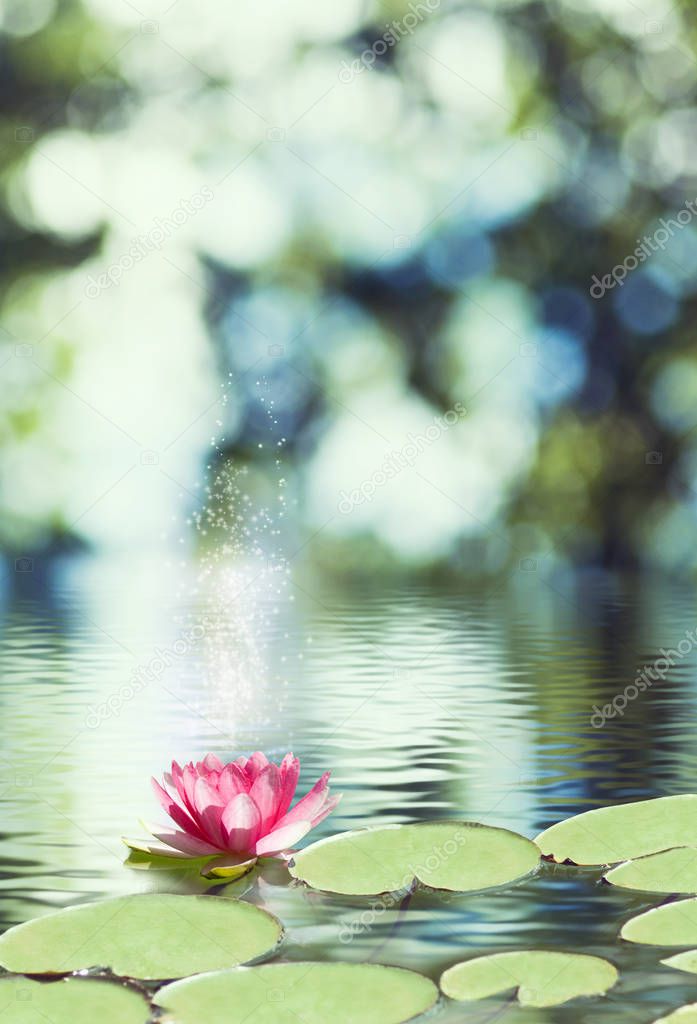 image of lotus flower on the water