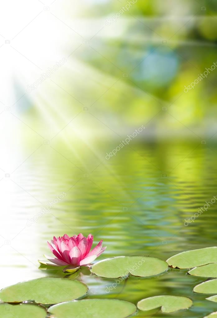 image of lotus flower on the water