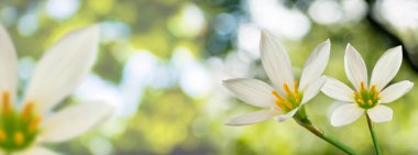 güzel beyaz çiçek yeşil arka plan görüntü