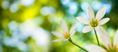 güzel beyaz çiçek yeşil arka plan görüntü