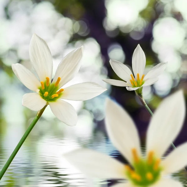 Imagen de hermosa flor blanca sobre fondo de agua primer plano —  Fotos de Stock