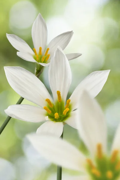 Imagen de hermosa flor blanca sobre fondo verde de cerca — Foto de Stock