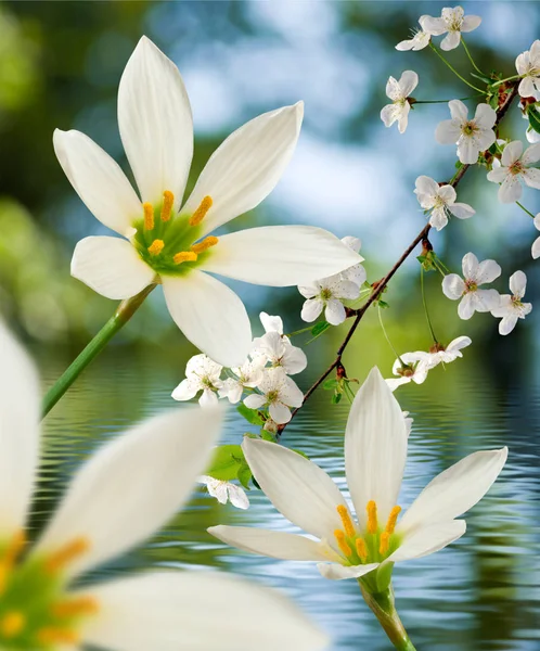 Imagen de hermosa flor blanca sobre fondo de agua de cerca —  Fotos de Stock