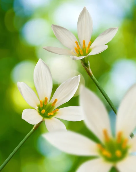 Obraz piękny biały kwiat na zielone tło zbliżenie — Zdjęcie stockowe