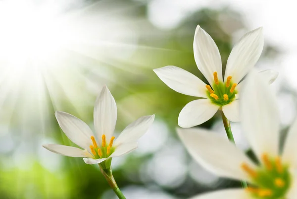 Piękny biały kwiat na tle słońca — Zdjęcie stockowe