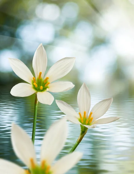 Imagen de hermosa flor blanca sobre fondo de agua de cerca —  Fotos de Stock