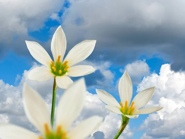 Imagen de hermosa flor blanca sobre el fondo del sol —  Fotos de Stock