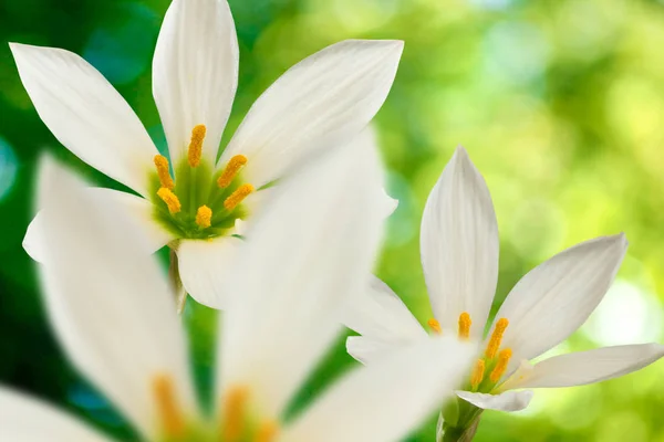 緑の背景のクローズ アップで美しい白い花のイメージ — ストック写真
