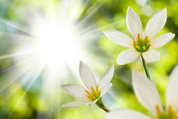 Hermosa flor blanca sobre el fondo del sol — Foto de Stock