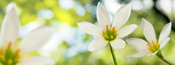 Immagine di bel fiore bianco su sfondo verde primo piano — Foto Stock