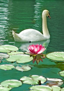 Kuğu ve lotus su portre üzerinde görüntü