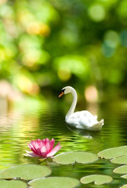 Kuğu ve lotus su portre üzerinde görüntü