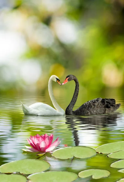 Imagem de dois cisnes no parque close-up — Fotografia de Stock