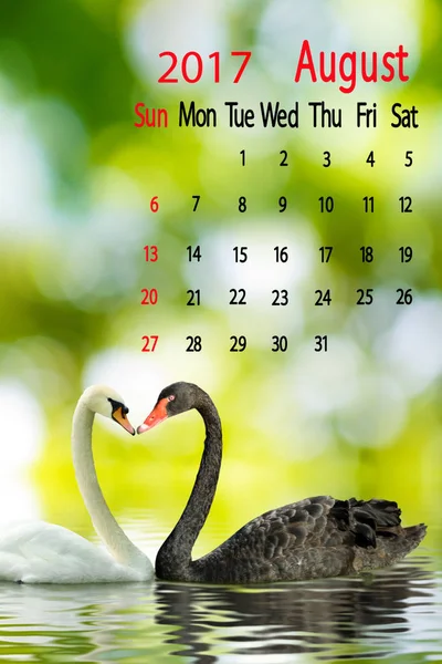 Två svanar på en sjö, kalender för augusti 2016 — Stockfoto