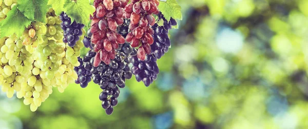 Спелый виноград на зеленом фоне . — стоковое фото