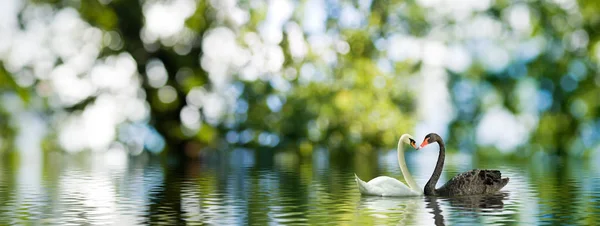 La imagen de dos cisnes en el agua . — Foto de Stock