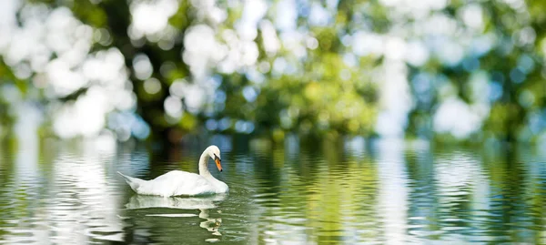 A imagem de um cisne na água . — Fotografia de Stock