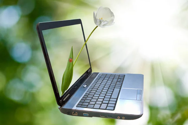 Imagem do laptop em um fundo verde . — Fotografia de Stock