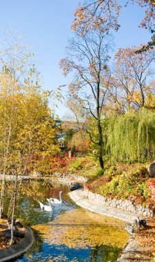 Parkta kuğular görüntüsünü.