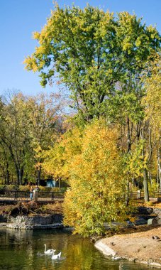 Parkta kuğular görüntüsünü.