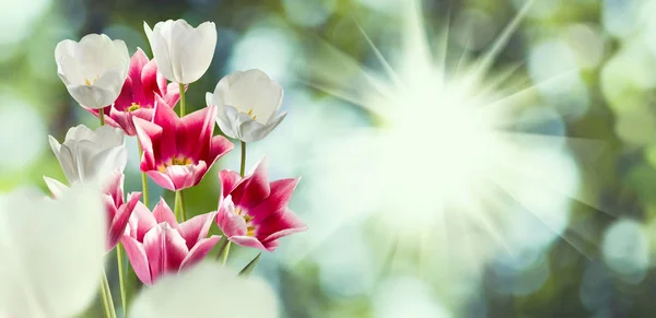 Imagen de tulipanes de flores sobre un fondo verde — Foto de Stock