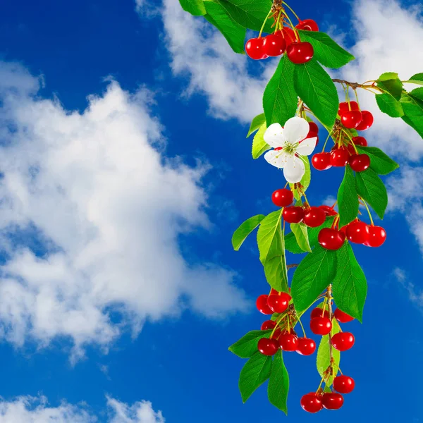 Ripe cherries on branch on sky background — Stock Photo, Image