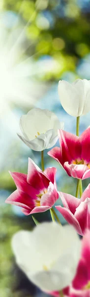 Obraz květiny tulipány na zeleném pozadí — Stock fotografie