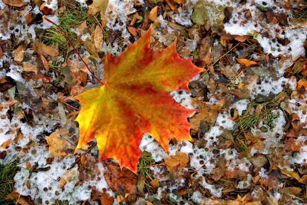 Hojas caídas de otoño en la nieve de cerca —  Fotos de Stock
