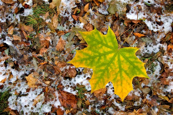 Hojas caídas de otoño en la nieve de cerca —  Fotos de Stock