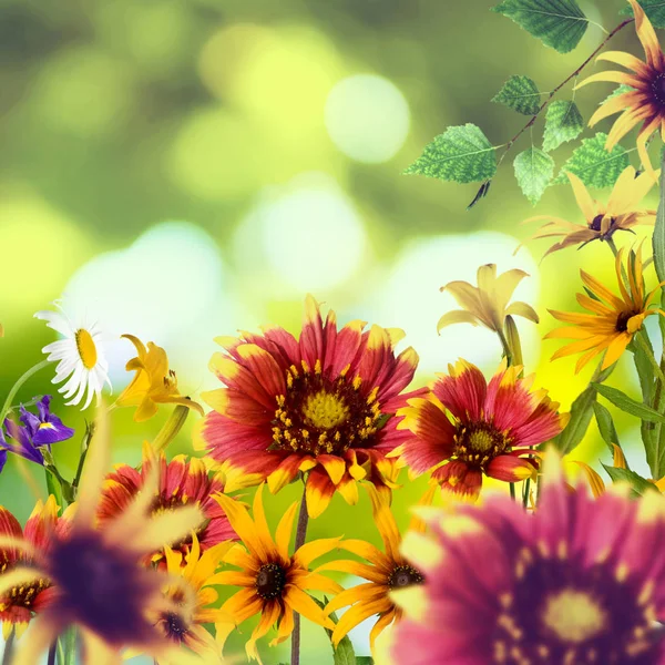 Hermosas flores sobre un fondo verde. —  Fotos de Stock