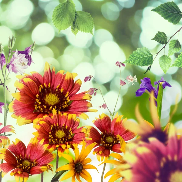 Piękne kwiaty na zielonym tle. — Zdjęcie stockowe