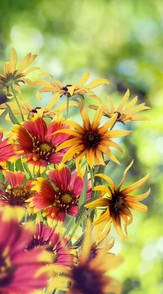 Hermosas flores sobre fondo verde. — Foto de Stock