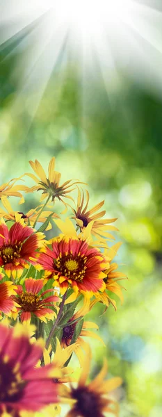 Schöne Blumen auf grünem Hintergrund. — Stockfoto