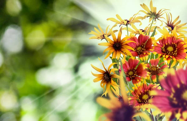 Bellissimi fiori su sfondo verde. — Foto Stock