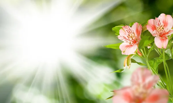 Imagem de belas flores no parque . — Fotografia de Stock