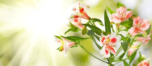 Imagen de hermosas flores en el parque . — Foto de Stock